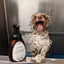 Eye Envy Tear Stain Facial Cleanser for Dogs and Cats (8.45 Fl Oz)