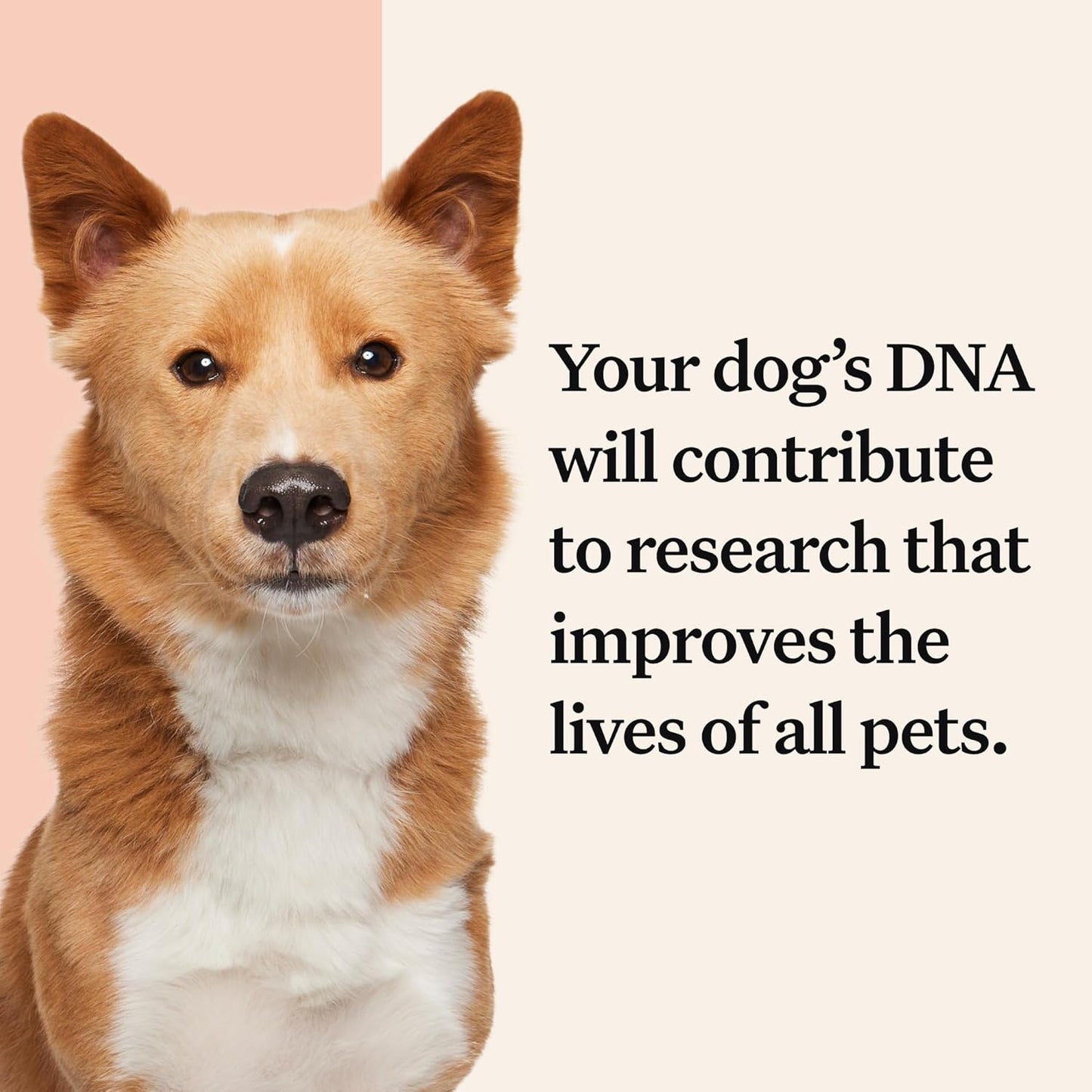 Wisdom Panel Premium: Most Comprehensive Dog DNA Test for 260+ Health Tests |
