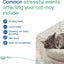Virbac Zenifel Gel Diffuser for Managing Stress-Related Behaviors in Kittens & Cats - No Electricity Needed - Lasts Up to 2 Months - 1 Diffuser