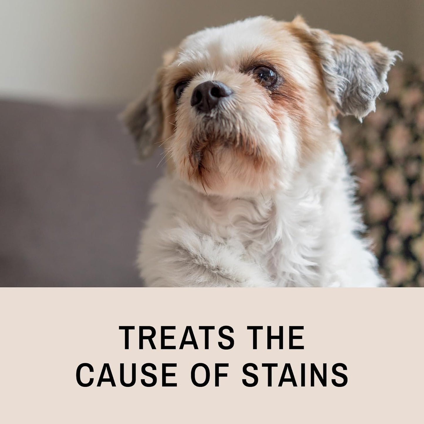 Eye Envy Tear Stain Remover Solution for Dogs|100% Natural,Safe|Recommended by Breeders/Vet/Professional Handlers/Groomers|Contains colloidal Silver,16oz