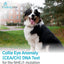 AffinityDNA Dog Collie Eye Anomaly Choroidal Hypoplasia (CEA/CH) DNA Test | Home Sample Collection Kit for 1 Dog | Results in 7 Working Days |