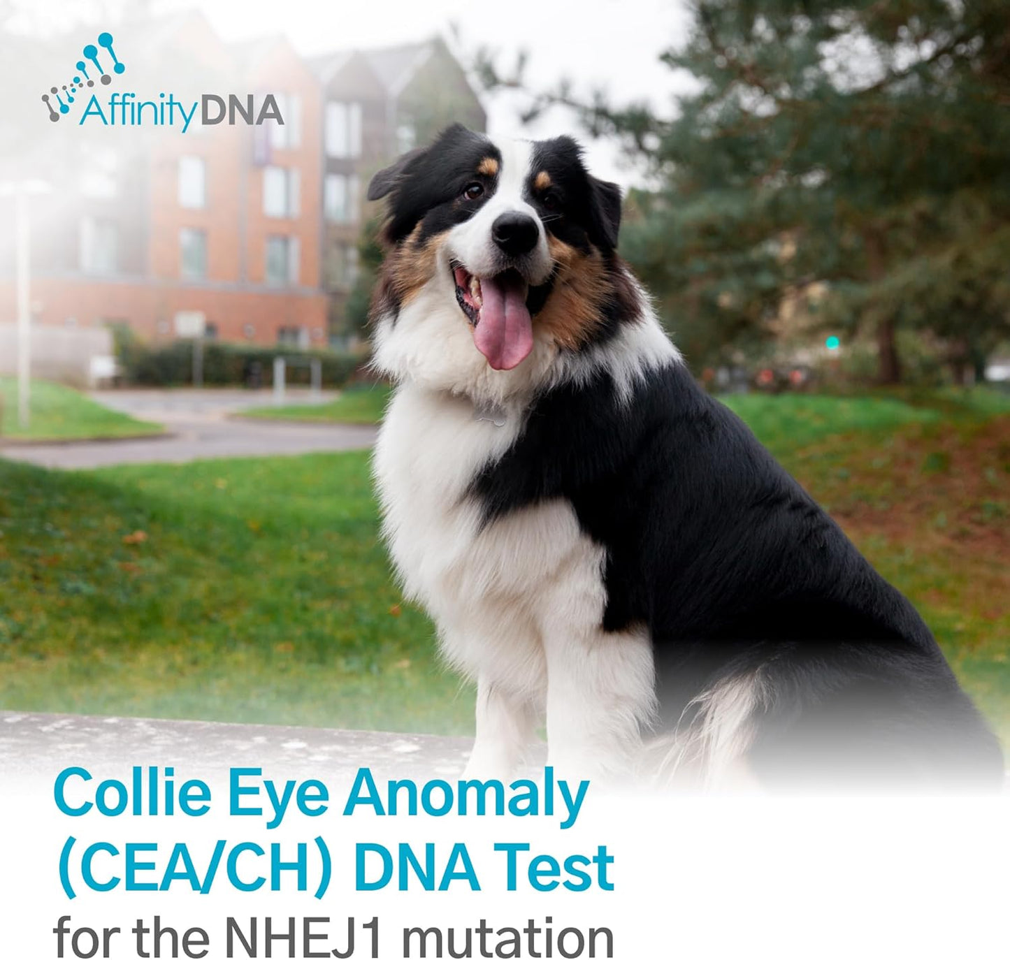 AffinityDNA Dog Collie Eye Anomaly Choroidal Hypoplasia (CEA/CH) DNA Test | Home Sample Collection Kit for 1 Dog | Results in 7 Working Days |