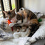 Catnip Cat Toy, 2 Pack Chicken Bird Interactive Chew Kicker Toys