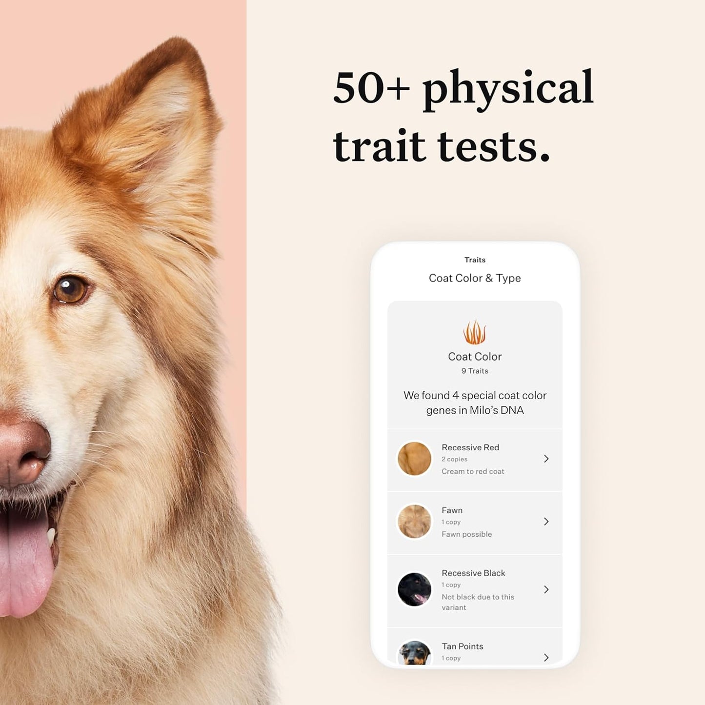 Wisdom Panel Premium: Most Comprehensive Dog DNA Test for 260+ Health Tests |