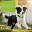 Natural Flea and Tick Prevention Dog Tag – Waterproof Collar Pendant with 3 Extra Refills, Green, Safe for All Breeds