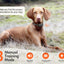 Dog Training Collar with Remote, with Auto-Brake Dog Training Leash,1600FT IP67