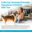 AffinityDNA Dog Collie Eye Anomaly Choroidal Hypoplasia (CEA/CH) DNA Test | Home Sample Collection Kit for 1 Dog | Results in 7 Working Days |