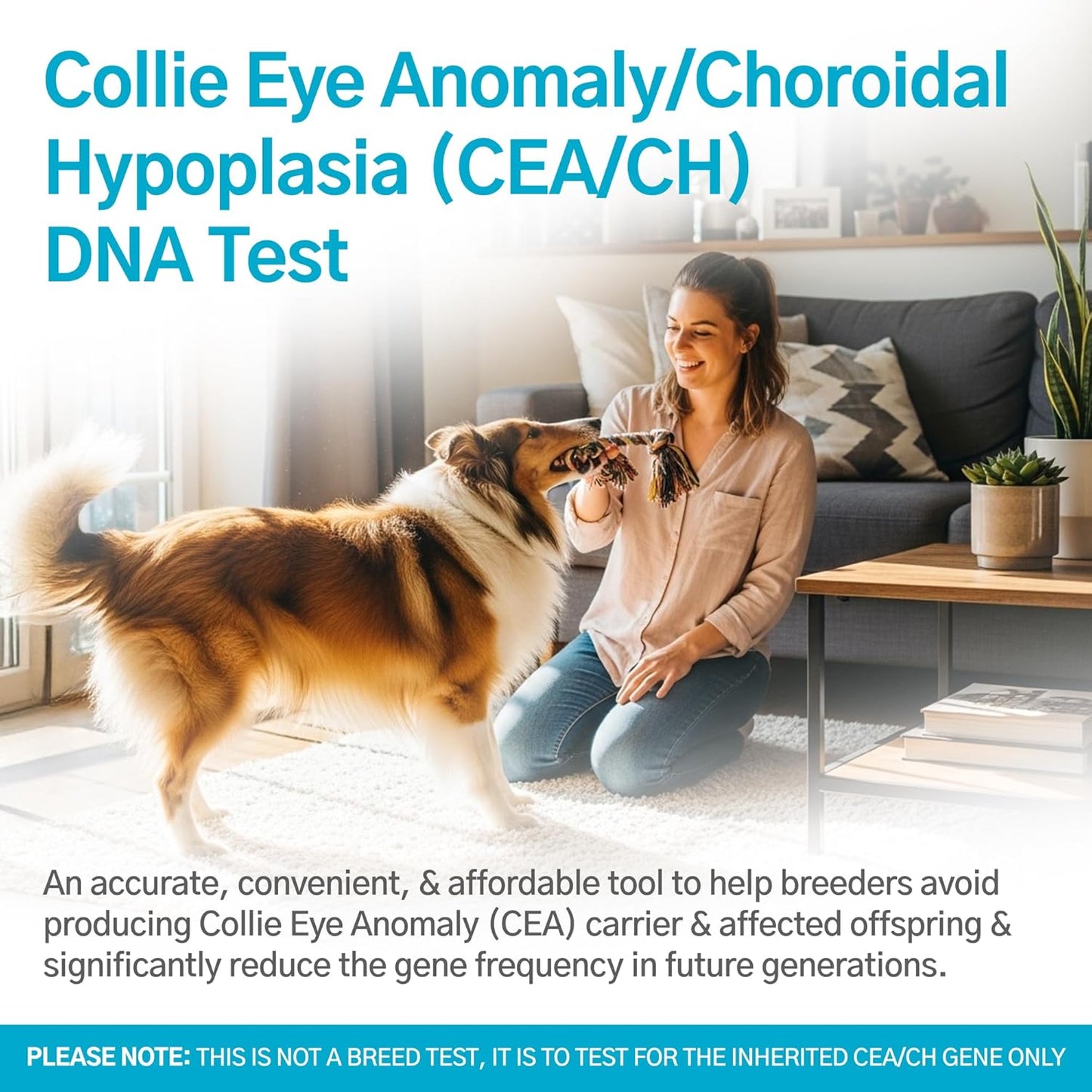 AffinityDNA Dog Collie Eye Anomaly Choroidal Hypoplasia (CEA/CH) DNA Test | Home Sample Collection Kit for 1 Dog | Results in 7 Working Days |