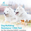 AffinityDNA Dog Multidrug Resistance 1 (MDR1) DNA Test Kit | Home Sample Collection Kit for 1 Canine