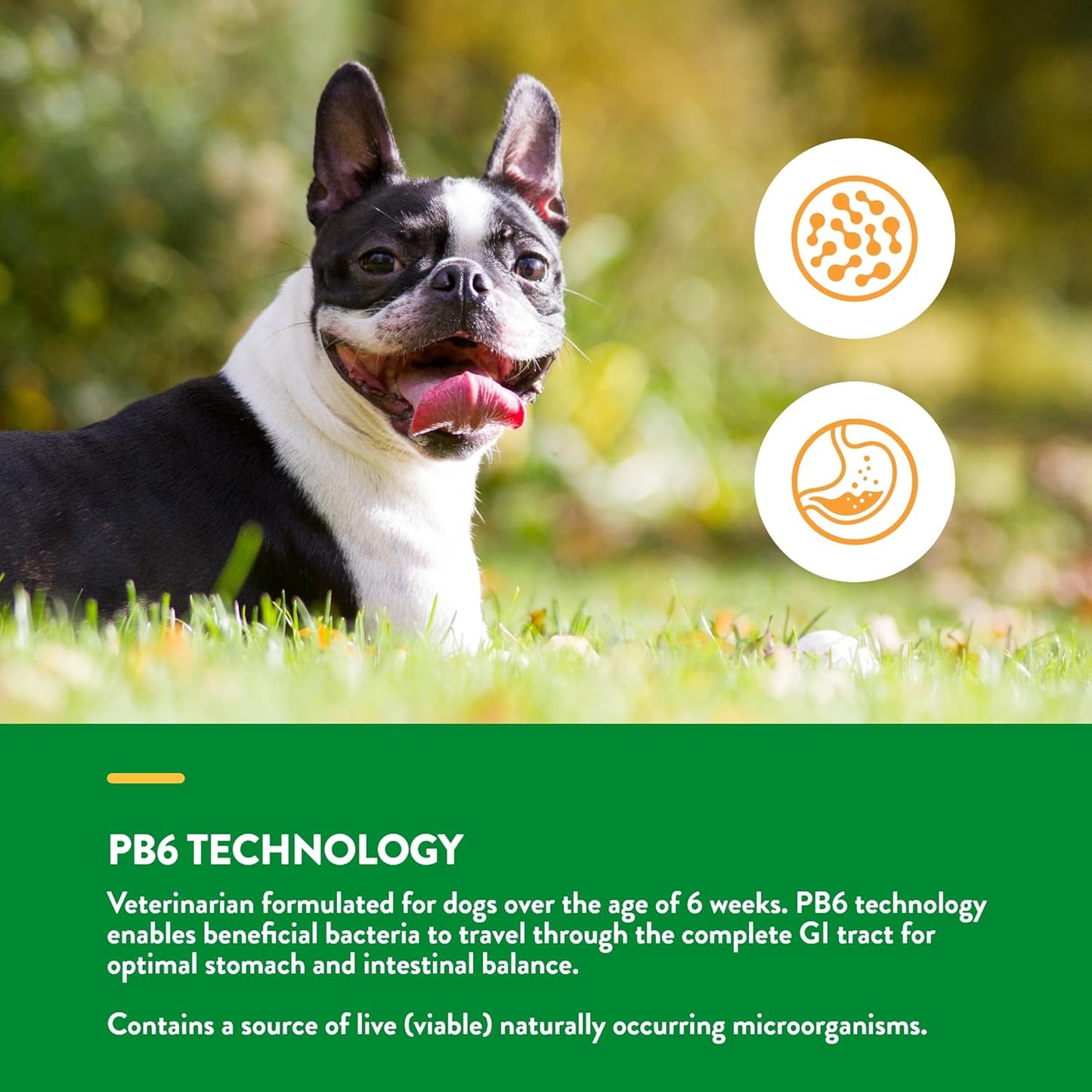 Garmon Corp NaturVet Advanced Probiotics & Enzymes Plus Vet Strength PB6 Probiotic for Dogs, 70 ct Soft Chews, Made in USA