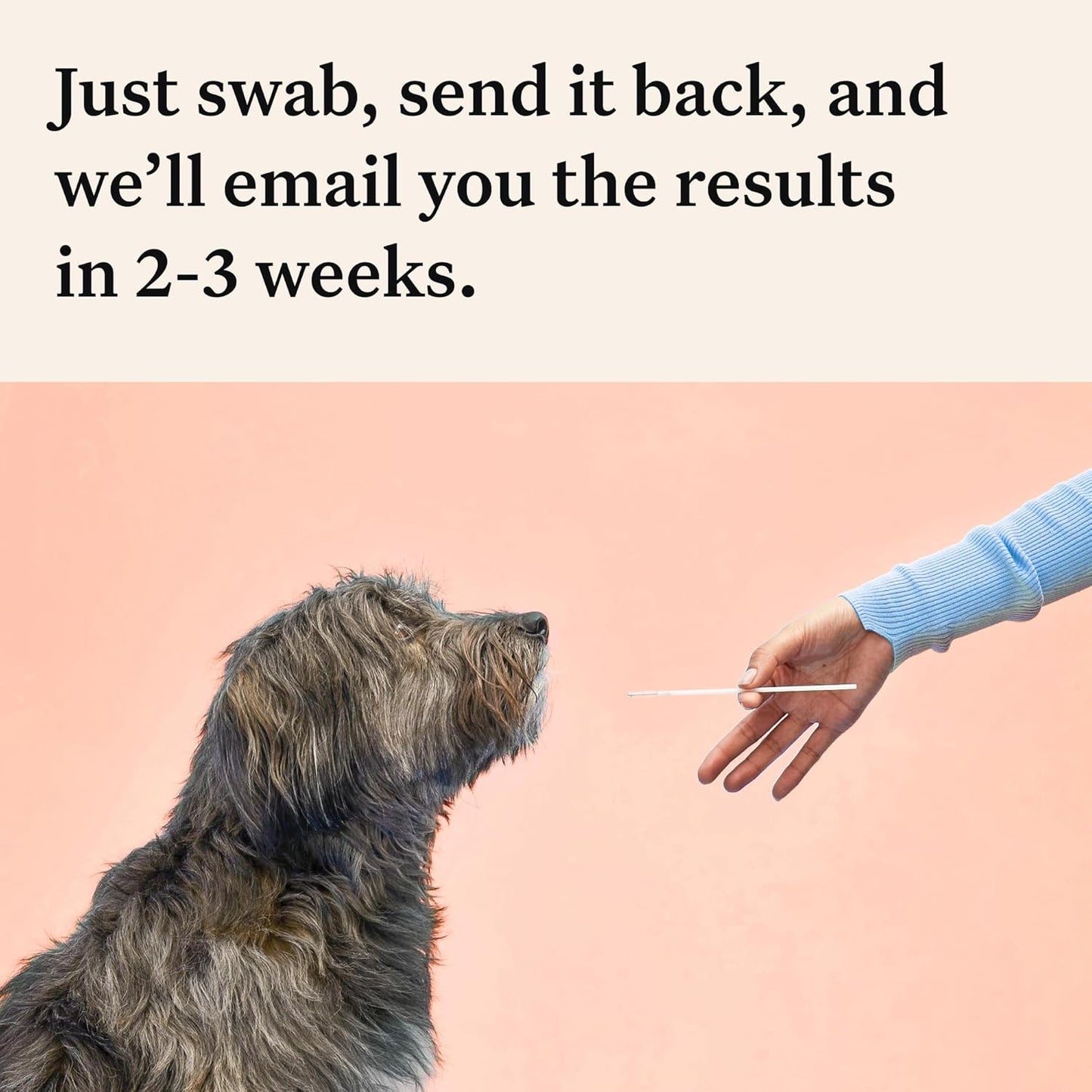 Wisdom Panel Premium: Most Comprehensive Dog DNA Test for 260+ Health Tests |