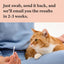 Wisdom Panel Complete: Comprehensive Cat DNA Test