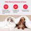 Urine Test Strips for Dogs & Cats, Renal Function Test at Home