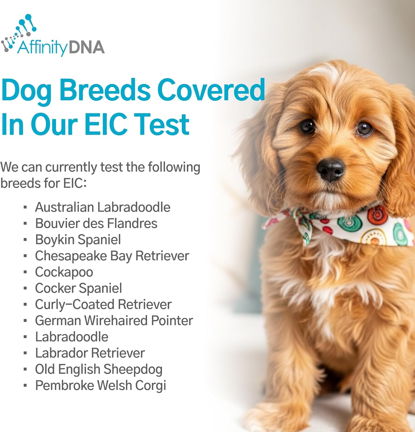AffinityDNA Dog Exercise Induced Collapse (EIC) DNA Test