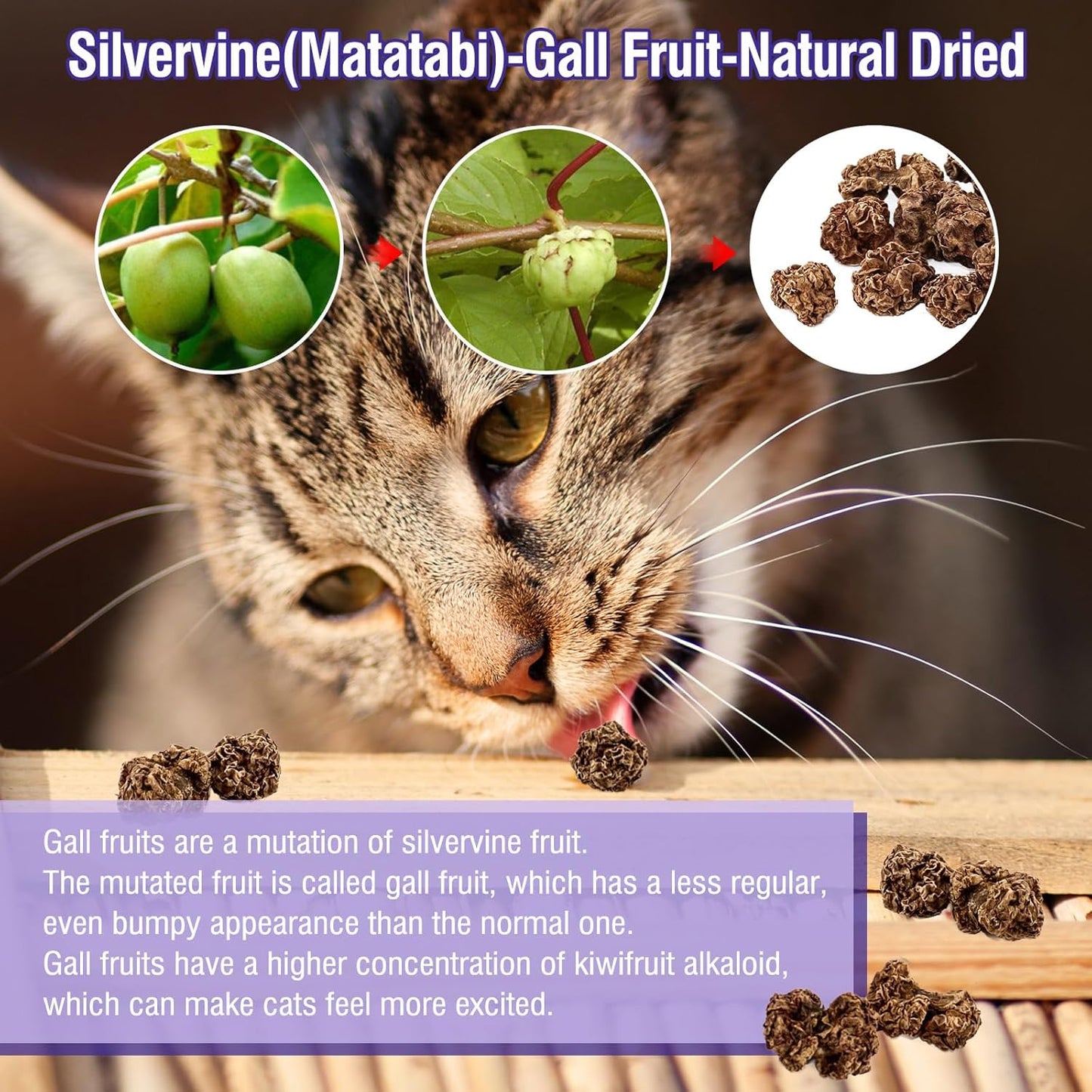 HavenJanny 20pcs Dried Silvervine Gall Fruit, Natural Silver Vine Cat Chew Toy