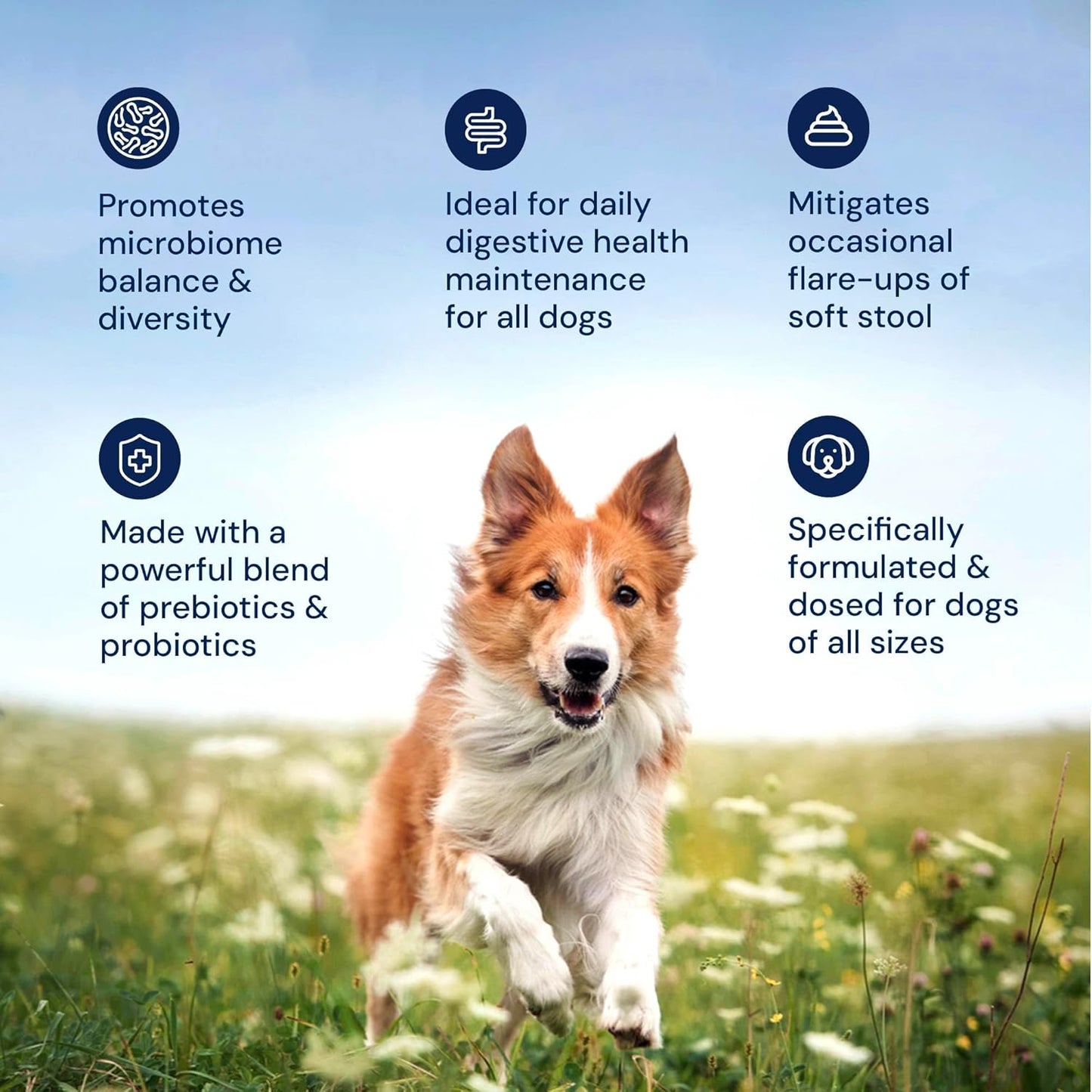 AnimalBiome Dog Probiotics - GMP Prebiotics and Probiotics - Reduce Diarrhea Flareups - for Dogs Over 40 lbs (60 Capsules) - DoggyBiome