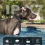 Jugbow Dog Shock Collar - 4200FT Dog Training Collar with Remote Innovative IPX7 Waterproof with 4 Training Modes, Rechargeable E-Collar for All Breeds