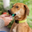 Embark Breed Identification Kit - Most Accurate Dog DNA Testing Kit