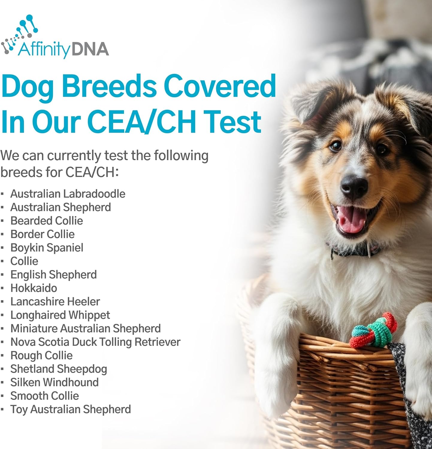 AffinityDNA Dog Collie Eye Anomaly Choroidal Hypoplasia (CEA/CH) DNA Test | Home Sample Collection Kit for 1 Dog | Results in 7 Working Days |