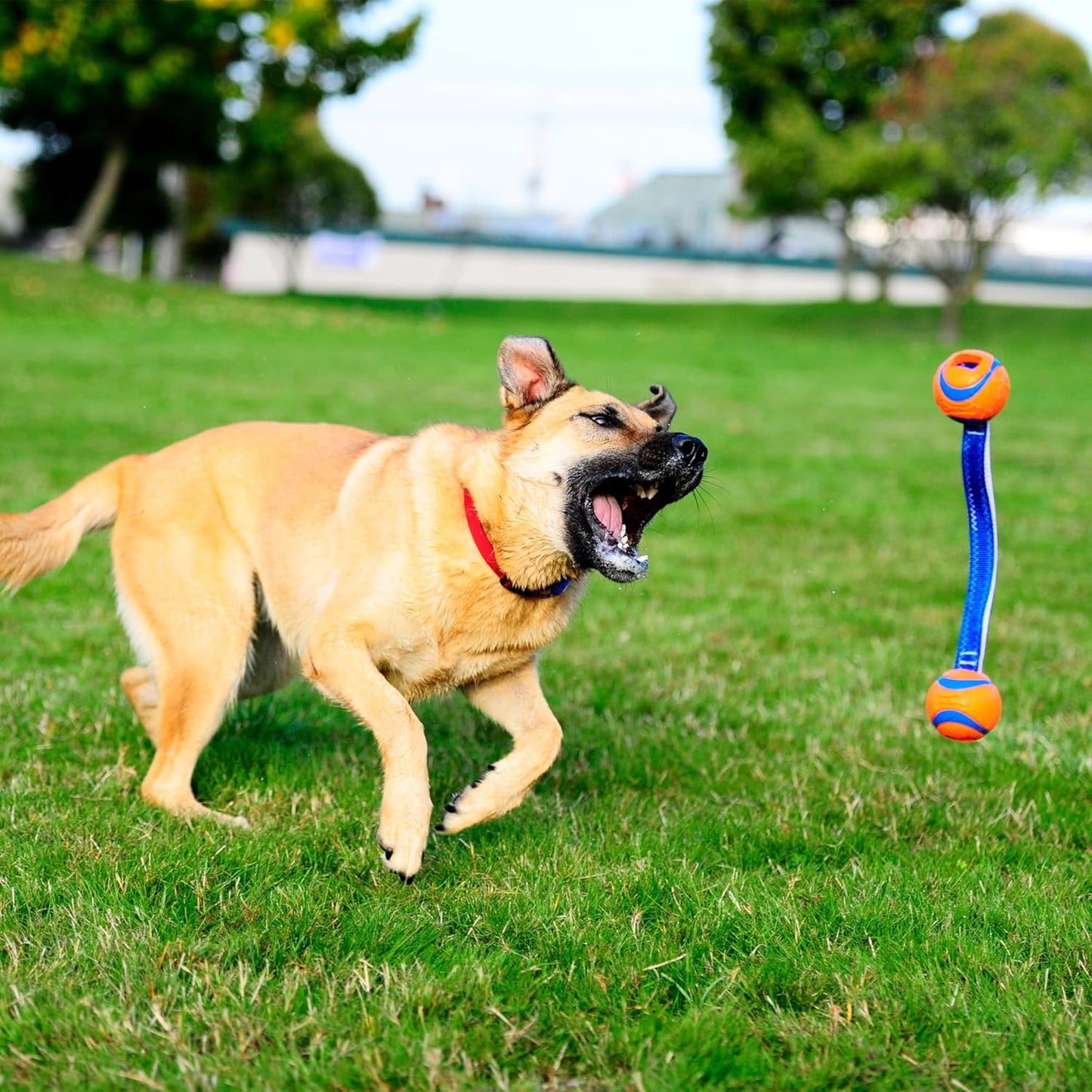 Chuckit! Ultra Duo Dog Tug Toy, Small Indoor and Outdoor Dog Toy
