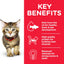 Hill's Science Diet Kitten Wet Cat Food, Ocean Fish, 85g, 12 Pack, Cat Food Pouches