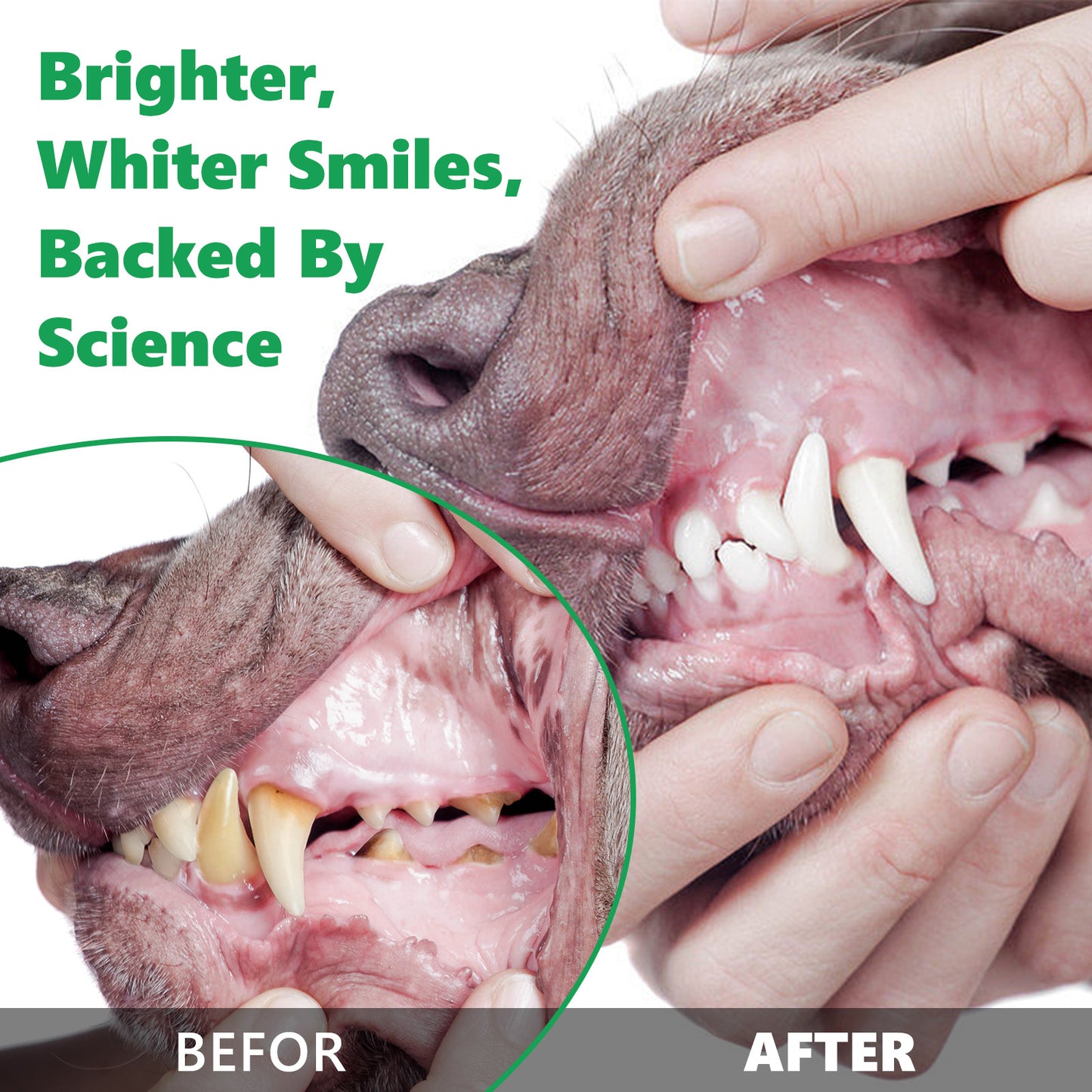 Pet Dental Cleaning Powder – Reduce Plaque, Tartar & Bad Breath