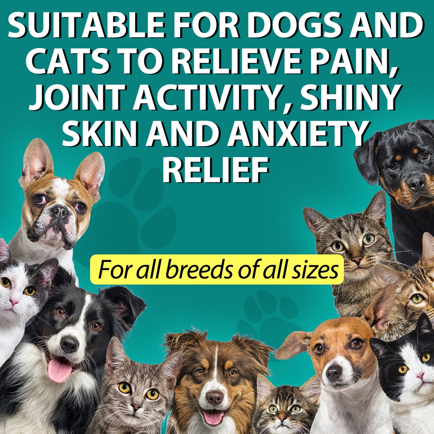 Oimmal Premium Organic Hemp Oil for Dogs & Cats – Natural Anxiety, Pain & Joint Relief with Multivitamins (2 fl oz / 60 mL)