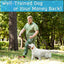 PetSpy M919 Dog Training Shock Collar, 1000 Yards, Medium to Large Dogs