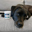 Petpost | Dental Wipes for Dogs - Bad Breath and Tooth Buildup Gone