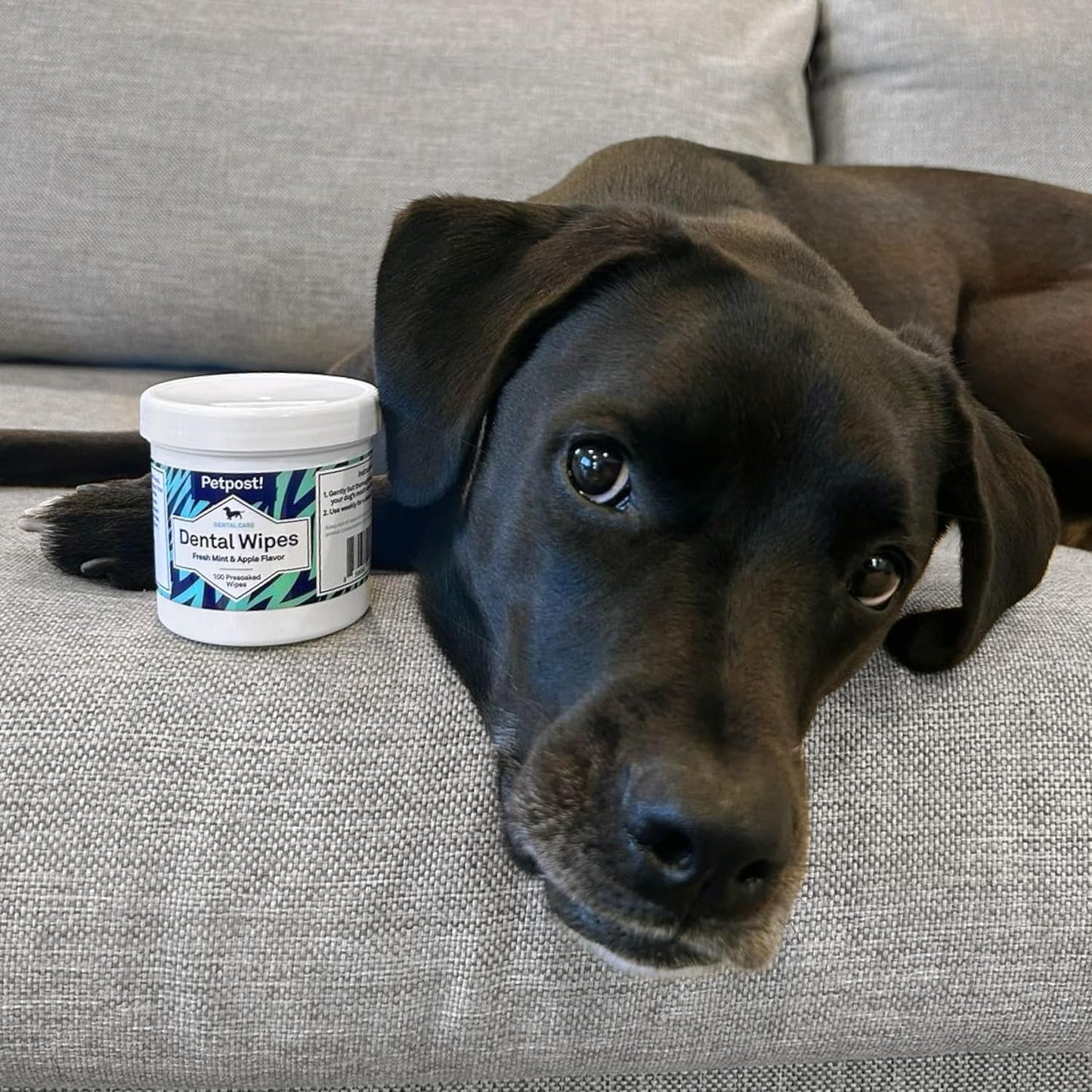 Petpost | Dental Wipes for Dogs - Bad Breath and Tooth Buildup Gone