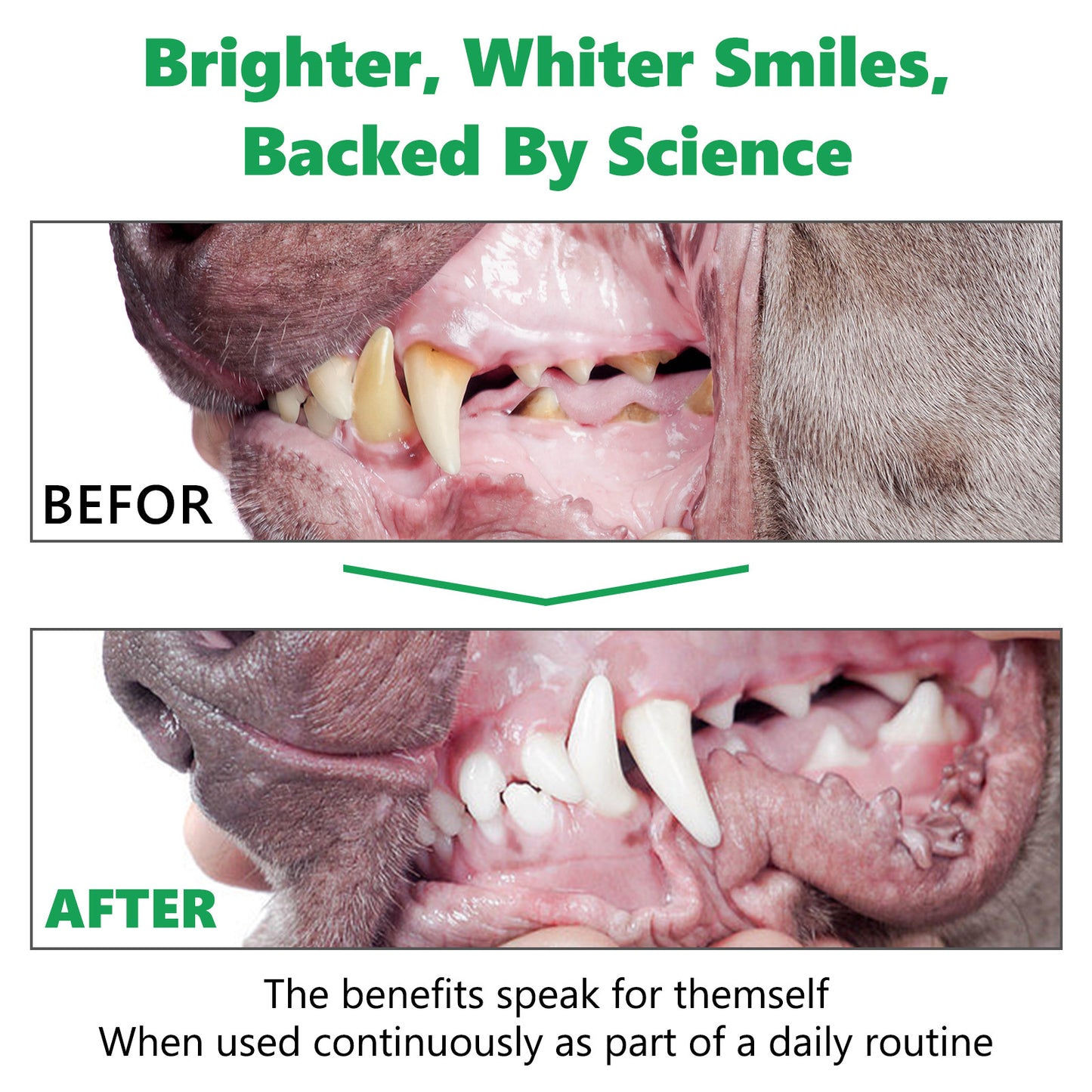 Pet Dental Cleaning Powder – Reduce Plaque, Tartar & Bad Breath