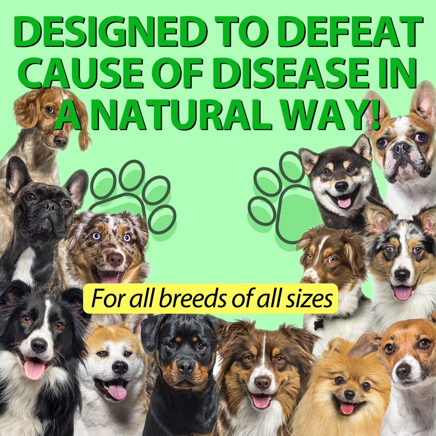 Natural Antibiotic Drops for Dogs – Gentle Daily Immune & Infection Support