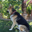 Padded Leather Dog Collar, Large Brown - Genuine Real Leather, 24" Long x 1.5 Wide, Fits Neck Size 18" to 21" Inches