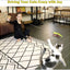 Interactive Cat Toy 2PCS Retractable Wand Toy and 9PCS Cat Feather Toys Refills, Funny Kitten Toys Cat Fishing Pole Toy for Bored Indoor Cats Chase and Exercise