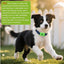 Natural Flea and Tick Prevention Dog Tag – Waterproof Collar Pendant with 4 Extra Refills, Green, Safe for All Breeds