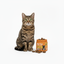No Poo Support Chews — Proven digestive support for cats and dogs